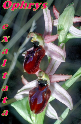 exaltata
